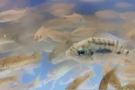 四分之一淡水动物濒临灭绝图片