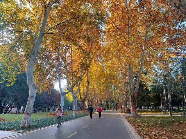 石家庄绝美“梧桐大道”已上线，打卡攻略来了→