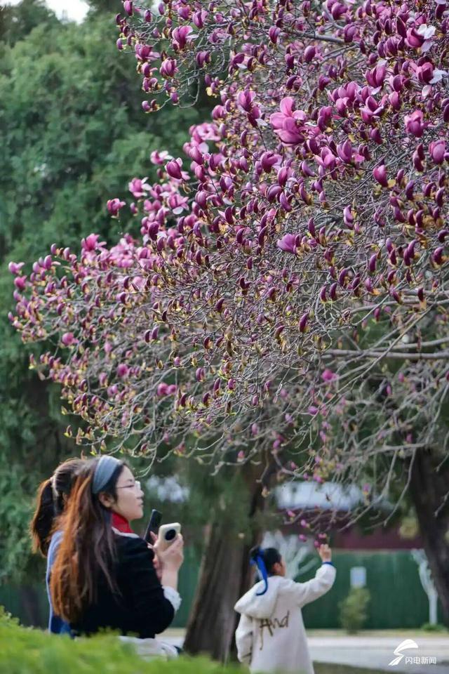 组图丨泰山春日寻芳 漫山花开正艳