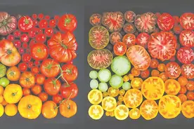 揭开番茄繁衍的“密码”图片