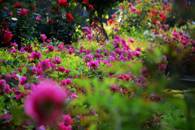 2026河南春季赏花地图来了