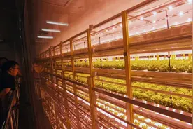 “大都市”的“大农业”，广州蹚出都市现代农业新路图片