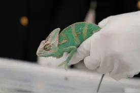 旅客人身绑藏濒危变色龙等进境 被海关查获图片