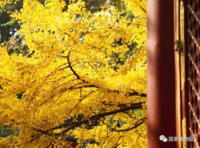 金色瀑布！北京这些千年古银杏正在最佳观赏期！