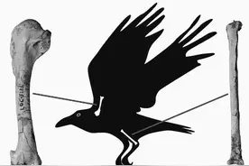 科学家发现渡鸦与远古人类共存图片