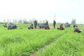 安阳滑县：发展蔬菜产业助力群众增收图片