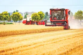 累计收获小麦8436万亩！河南省麦收基本结束图片