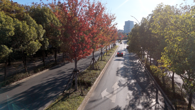 别眨眼！罗店马路秋色，一街一帧画正在限时上映