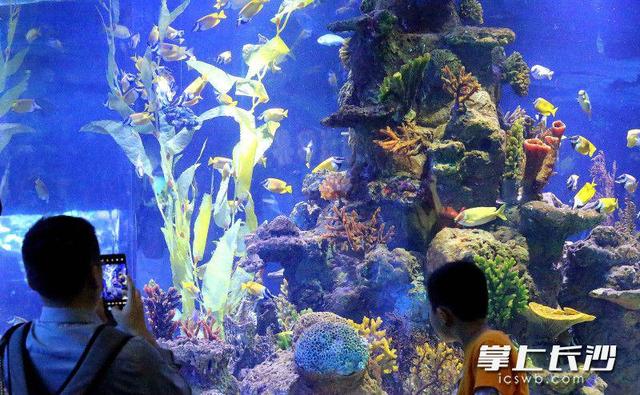 你来玩我买单，长沙海底世界惠客活动伴市民快乐过节