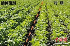沪科研团队因揭晓“聪明的植物如何提高营养吸收”获奖图片