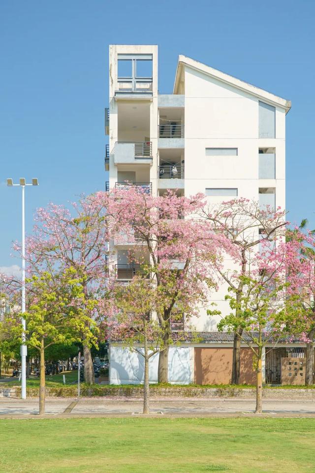 闽侯异木棉全盛登场！是谁的大学这么浪漫呀？