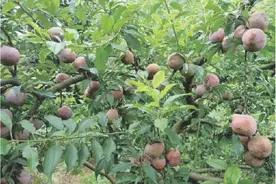惠城区举办李子种植生产技术培训图片