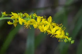 自然科普|昆嵛山物种日历之龙牙草图片