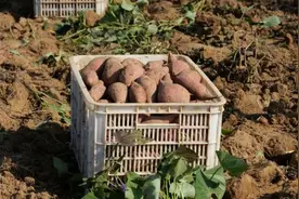 信阳市平桥区胡店乡—沙土地上的“甜蜜”乡愁图片