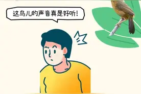 画眉鸣唱里的法律红线：猎捕一只即触刑，你可知？图片