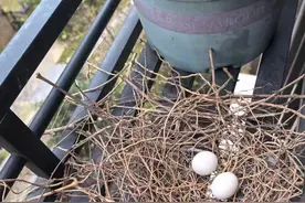 杭州女子家中，一对“陌生夫妻”突然闯入！还生娃坐月子！一个月后神奇的事出现...图片