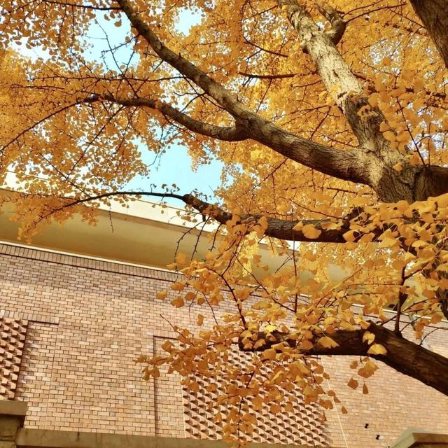 还在凑满减？这里的绝美秋景免费派送中——