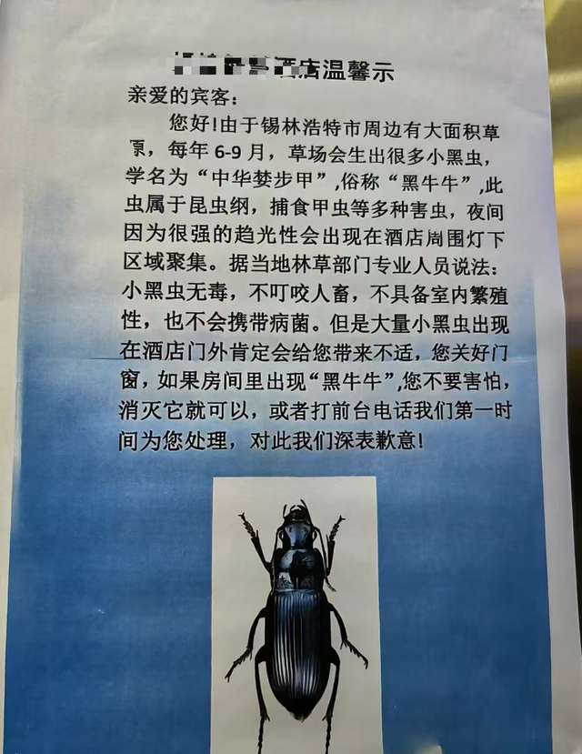 游客称在内蒙古被“黑牛牛”侵扰，当地酒店：益虫无害，每日专人清理，可选择高层房间