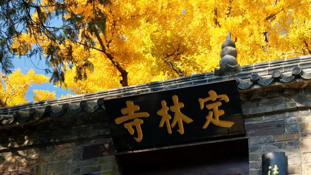 千年莒县银杏树！这一眼惊艳时光，高清大图超治愈