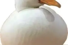 萌宠新贵：揭秘柯尔鸭的独特魅力图片