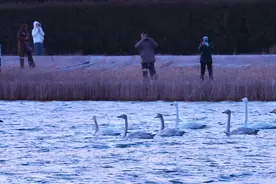 梳妆、起飞、盘旋、滑翔……来南海看天鹅吧图片