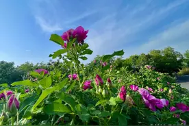 千佛山景区里的玫瑰园，花开正艳图片