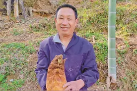 建宁：竹笋莲藕采挖忙 “绿色增收”正当时图片