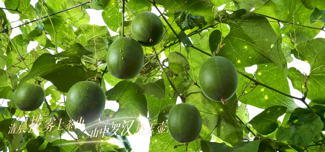 这座 “小而美” 的城，值得你奔赴~