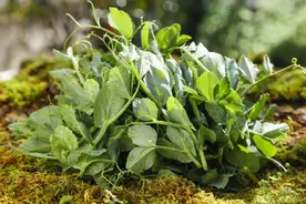 “顶流”上市！比白菜鲜，维C含量高！图片