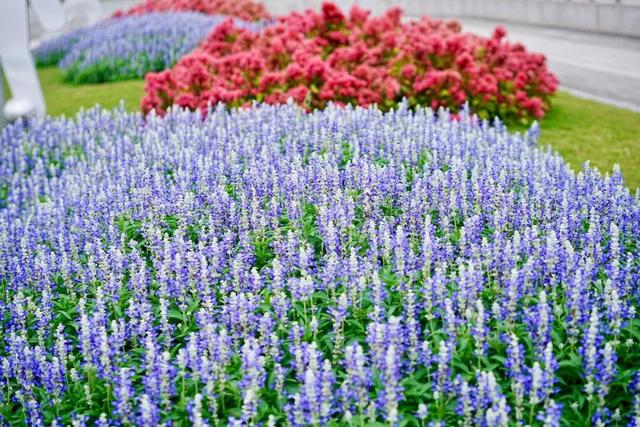 音乐公园、滨河步道……长宁这条有点小众的赏秋路线，别错过了！
