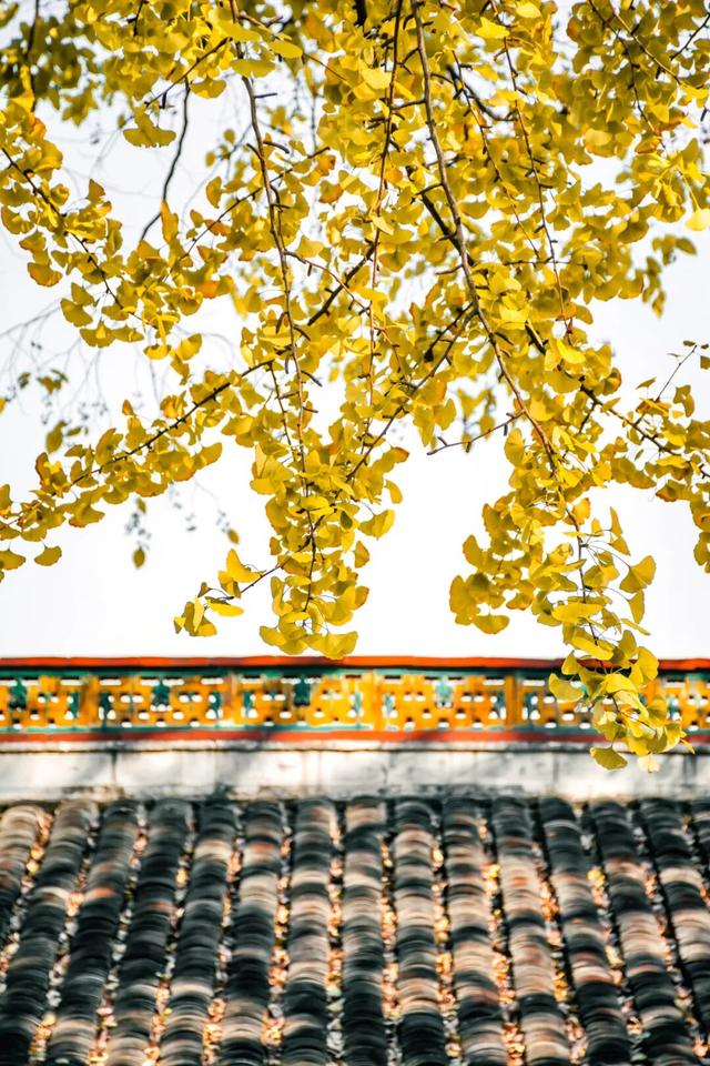 任克威·邂逅星城｜于湖大深秋，于湘江夜色