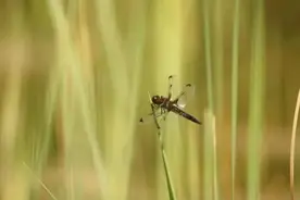 濒危等级比大熊猫还高！北京发现这一物种图片