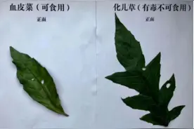 清明时节，健康相伴｜清明“打野”踏青，小心毒“野菜”图片