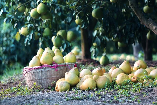 第1视点｜乡村振兴路 金柚正飘香