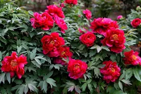 30年的二乔、花王、乌龙又迎花期！来四川西充看满园牡丹姹紫嫣红 | 在四川遇见最美春天图片