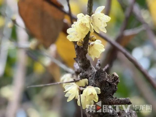 重庆今冬第一波蜡梅开了，最佳赏花期就在本月