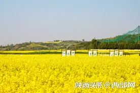 生态高颜值·发展高质量｜油菜花、牡丹花、黑稻田 汉中洋县有机产业有自己的“三原色”图片