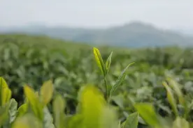 中东，中国茶的新“蓝海”？图片