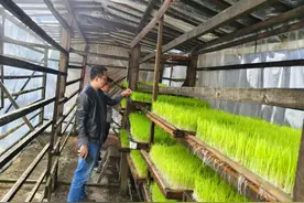 台江县南宫镇：秧苗移栽正当时 抢抓农时助增收图片