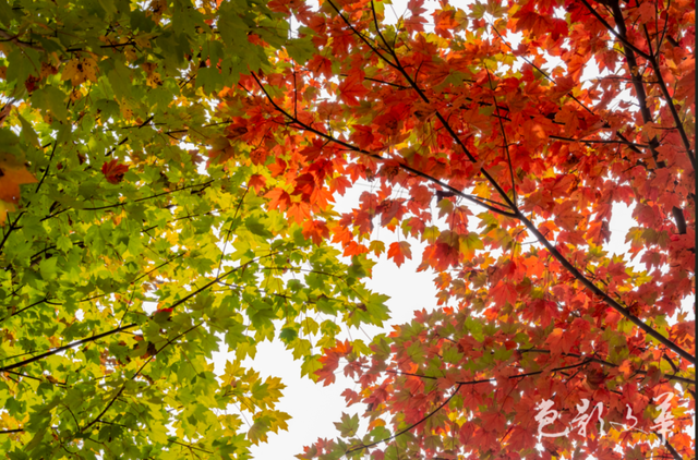 秋意渐浓，武汉即将美出新高度！这份赏秋攻略快收好~