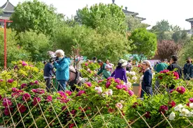谷雨三朝看牡丹，北京17个展区您pick哪个？图片