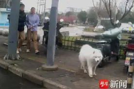 萨摩耶“出逃”游玩，民警一看是“常客”图片