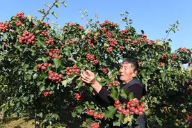 稷山：金秋山楂红 果农采摘忙图片