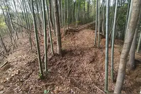 夺笋呐！偷挖竹笋被抓，指认途中还有“意外收获”……图片