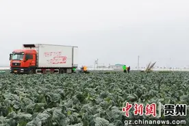 运满满发布“南菜北运”七大宝藏省份“营养输出”数据图图片