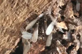 密密麻麻！阜阳一小区出现！破坏性极强！图片