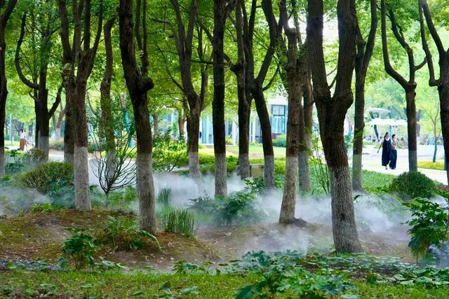 城市密林→童话森林！蜀山这片“雾森绿谷”美出圈