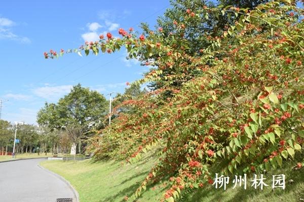 柳州市螃蟹岭公园边坡生态景观初见成效