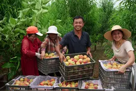 江西广昌：头陂黄桃香飘四方图片