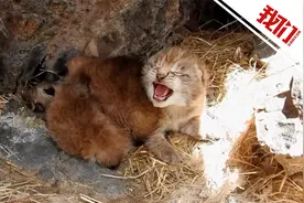 青海一生态管护员拍到一窝三只小猞猁 其中一只露出“凶狠”表情